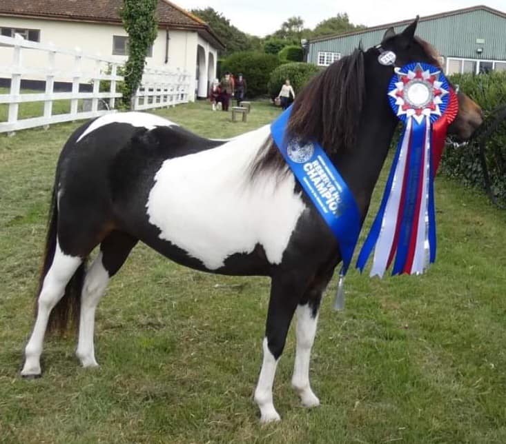 UK American Miniature Horses